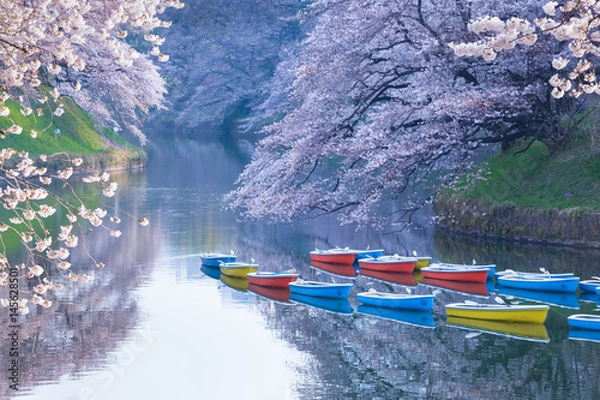 Fototapeta 千鳥ヶ淵緑道・桜・早朝