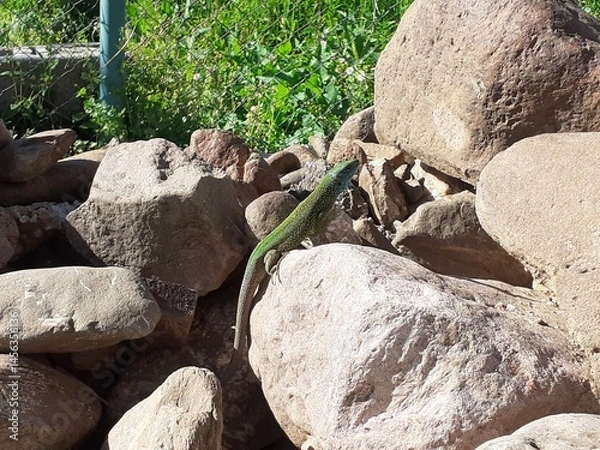Obraz Lacerta viridis