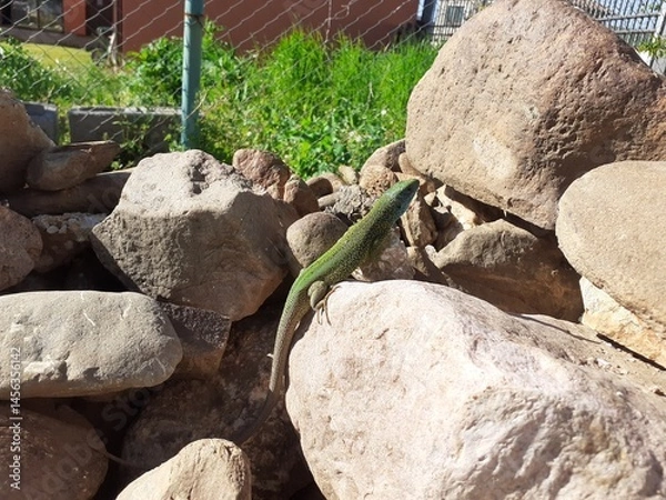 Obraz Lacerta viridis