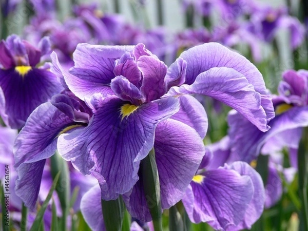 Obraz Purpurowa flaga Iris