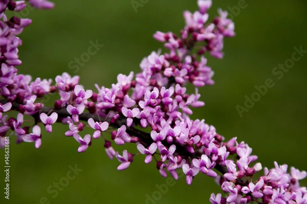 Obraz Spring Purple Flower