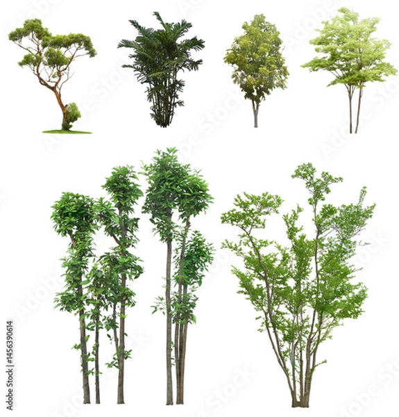 Fototapeta tree isolated on white background