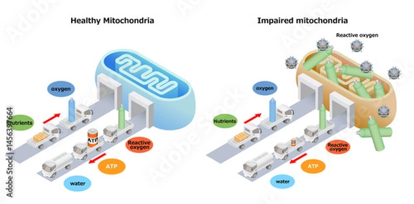 Obraz Mitochondrial Health
