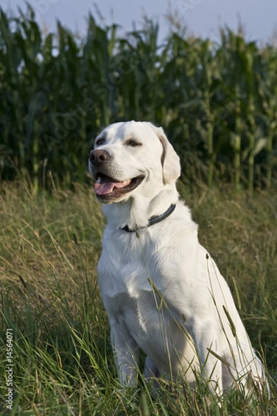 Obraz weißer Labrador
