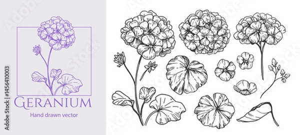 Fototapeta Geranium, hydrangea, flowers in engraving style, set of vector illustrations, hand drawn sketch