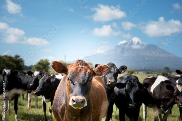 Fototapeta New Zealand Mount Taranaki, Curious looking cow'swith a volcano in the background