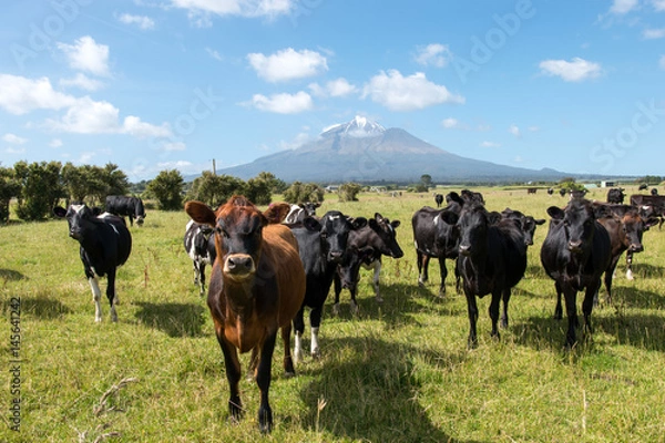 Fototapeta New Zealand Mount Taranaki, Curious looking cow's with a volcano in the background