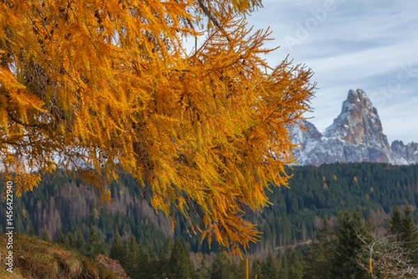 Fototapeta Vibrant golden larch branches create a stunning foreground against the snow capped peaks of the dolomites in autumn