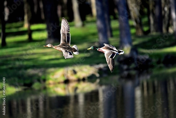 Fototapeta A pair of ducks in flight over a forest lake.