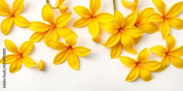 Fototapeta Bright yellow ylang ylang blossoms arranged flat on white background, postcard style, overhead shot, petals