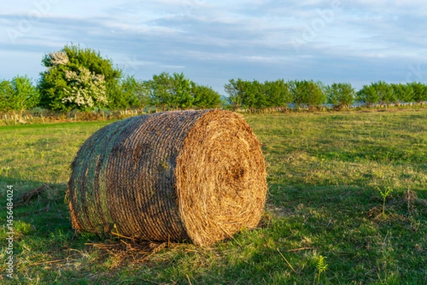Fototapeta hay bales in the field