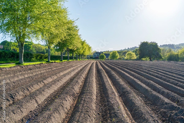 Fototapeta plowed field in spring