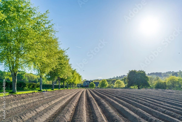 Fototapeta spring landscape with a ploughed field 