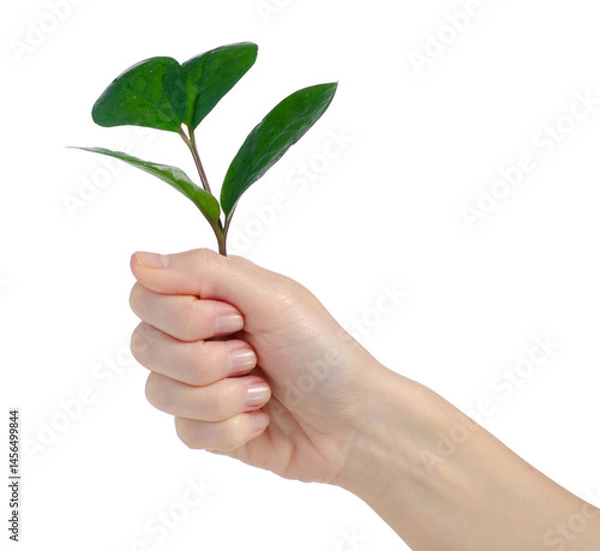 Obraz Hands holding sapling isolated on white background