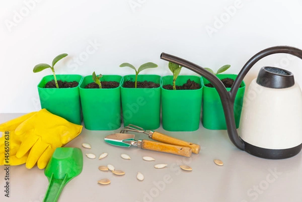 Fototapeta Young pumpkin seedlings in green plastic pots, watering can, seeds, shovel and rubber gloves on the table. Growing organic vegetables as a hobby. Spring gardening concept