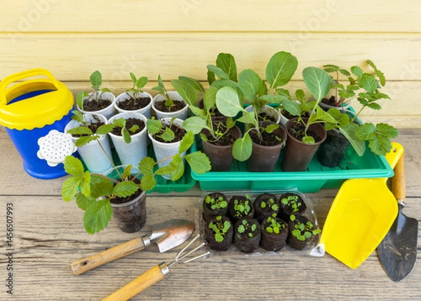 Fototapeta Young seedlings of cabbage, cauliflower, strawberries in plastic cups and sprouts of small strawberry shoots in peat tablets, garden tools and a watering can on garden bench. Spring gardening concept