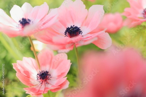 Fototapeta アネモネ (ピンク)