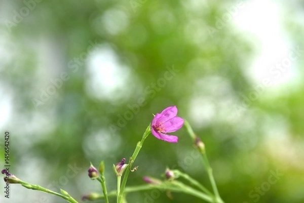 Fototapeta Talinum paniculatum pink flower and herbal blooming from branch in garden