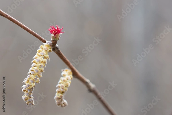 Obraz Hazel Catkin and Flower