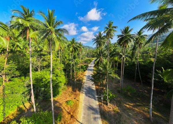 Fototapeta Natural path through lush palm trees under a bright sky in a tranquil tropical paradise