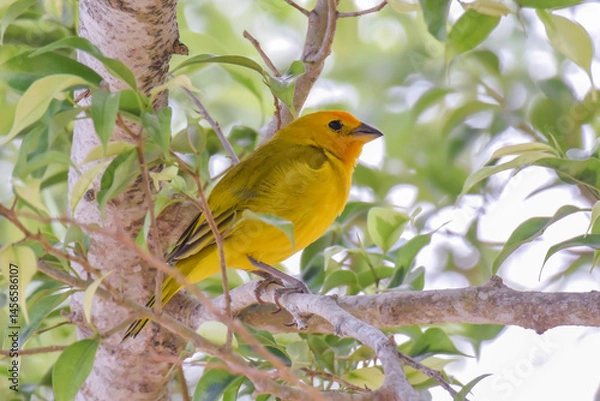 Fototapeta A male Saffron Finch sitting amongst leafy vegetation in Trinidad