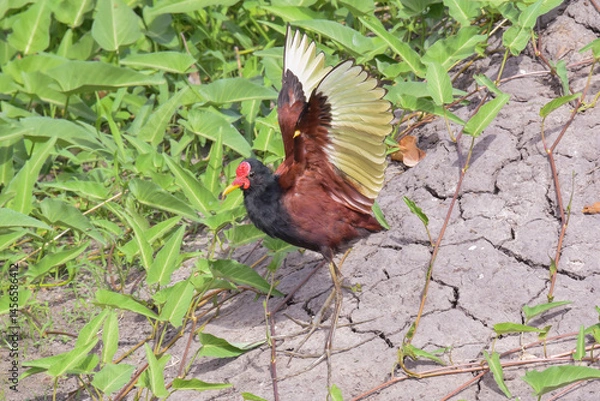 Fototapeta A colorful Wattled Jacana with wings raised (showing wing spurs) standing amongst low growing vines on a dry lake bed