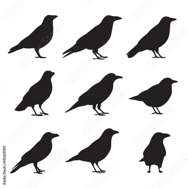 Fototapeta Vector silhouette set of crow on white background