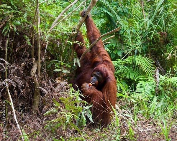 Obraz Orangutan
