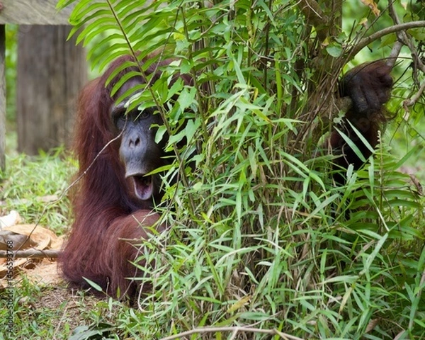 Obraz Orangutan