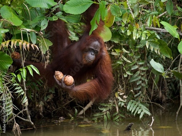 Obraz Orangutan