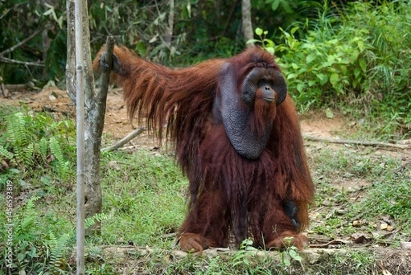 Obraz Orangutan