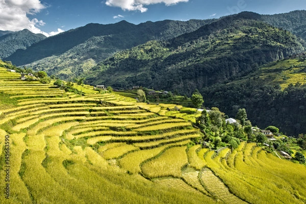 Obraz Rice fields on terraced of Annapurna Sanctuary Trek in the Himalayan in Nepal