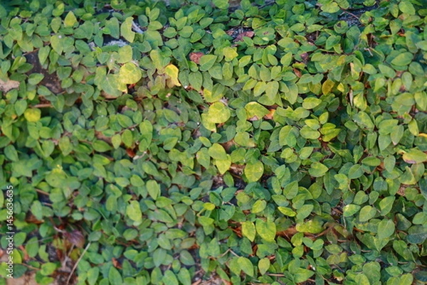Obraz The climbing fig tree growing on the wall has some yellow leaves due to being exposed to too much sunlight or water. The vine grows on the walls of the house. Planting it near the house will make the
