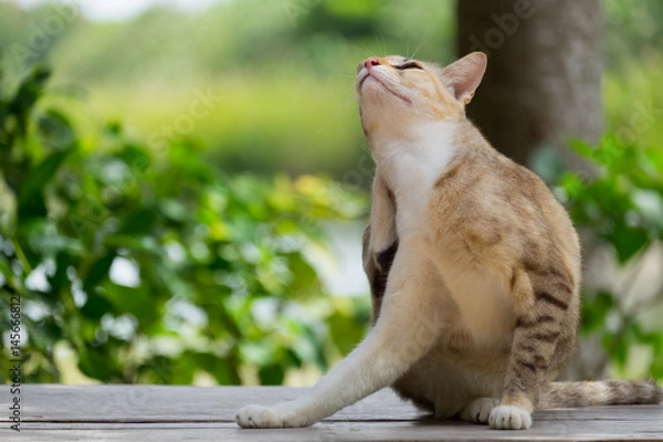 Fototapeta Stray itch cute cat use paw scratch its body on wooden table.