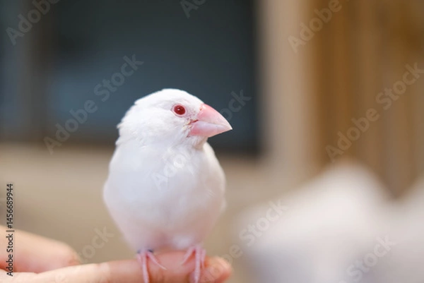 Obraz white java sparrow small bird in hand-riding