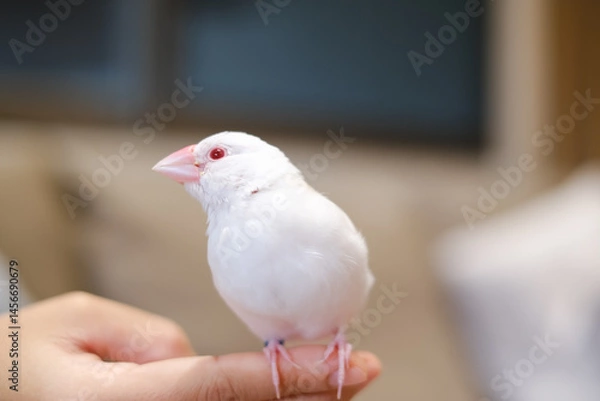 Obraz white java sparrow small bird in hand-riding
