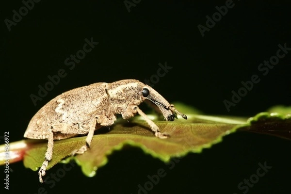 Obraz weevil