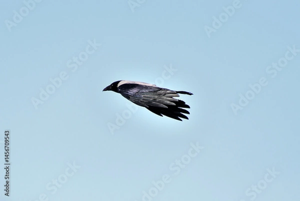 Fototapeta The crow pursues its prey with all its might.
