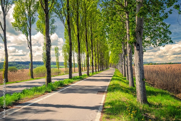 Obraz Famous aspen-lined Avenue to Reichenau Island at Lake Constance, Baden-Württemberg, Germany