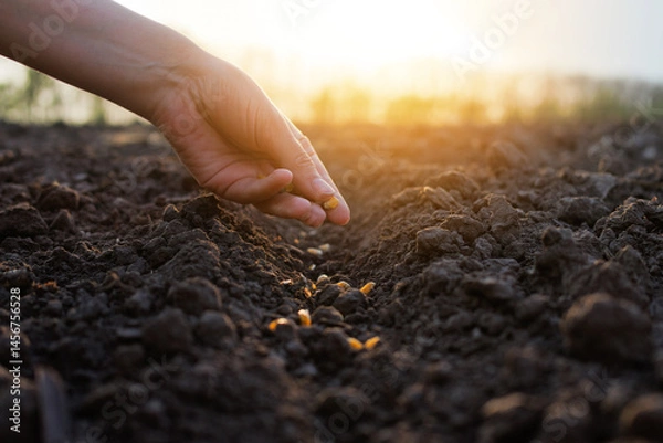 Fototapeta A hand gently places seeds into fertile soil at sunset. The warm light illuminates the planting process, symbolizing new beginnings and growth.