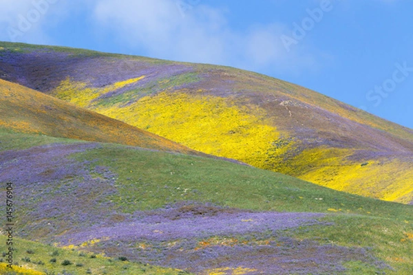 Fototapeta Spring Wildflowers in Temblor Range, Carrizo Plain National Monument, CA