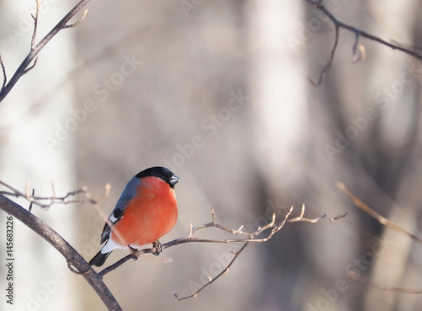 Fototapeta Bullfinch on a branch in the forest