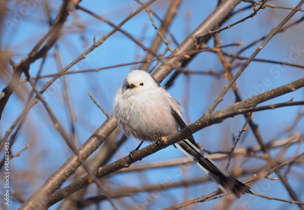 Fototapeta Long-tailed tit on a tree