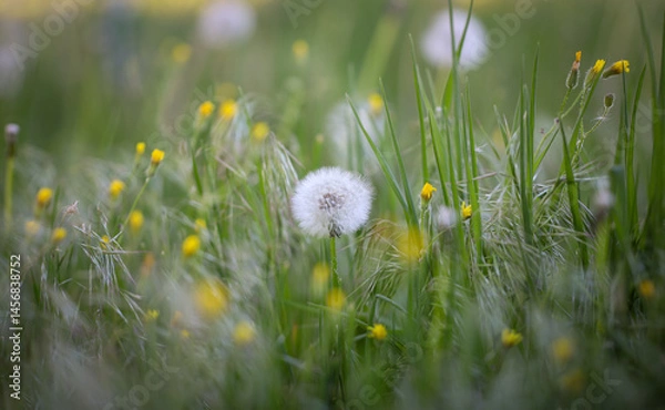 Obraz dandelions in the grass