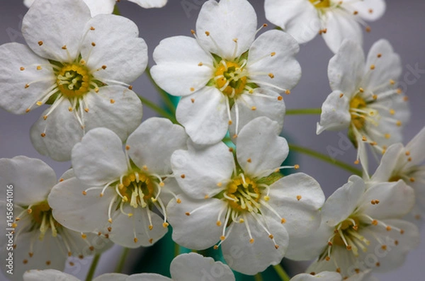 Obraz Inflorescence of white flowers with yellow pistils and stamens on a light background