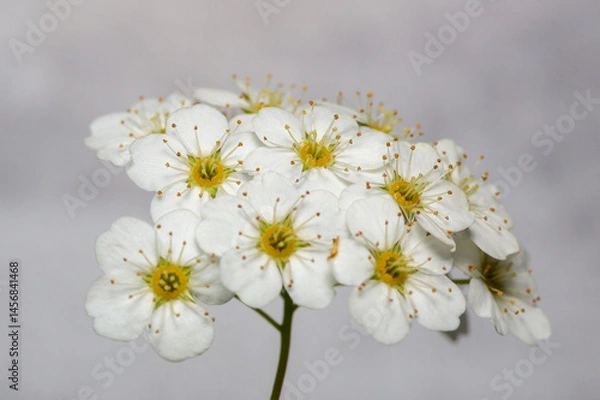 Obraz Inflorescence of white flowers with yellow pistils and stamens on a light background