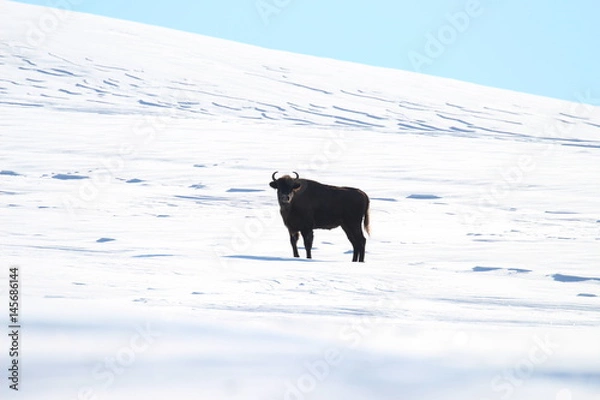 Obraz European bison posing on the endless white plain of the national park in Slovakia in Poloniny