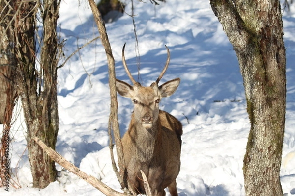 Obraz Surprisingly Young deer looking at an unknown object in winter