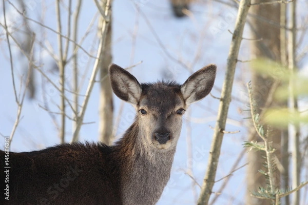 Obraz Young female deer watching an unknown object in winter