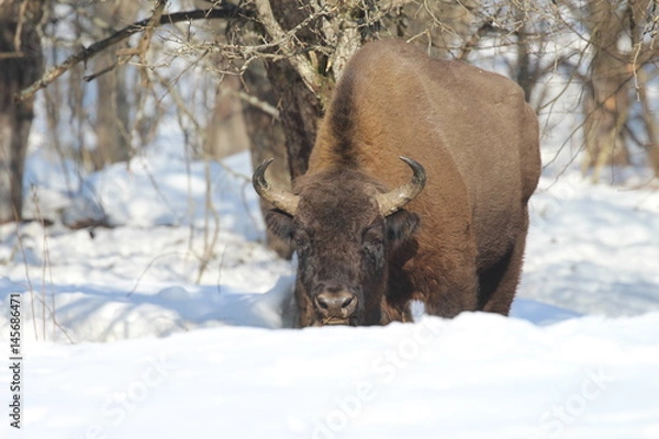 Obraz The dangerous attitude of the majestic European bison in winter on a close-up